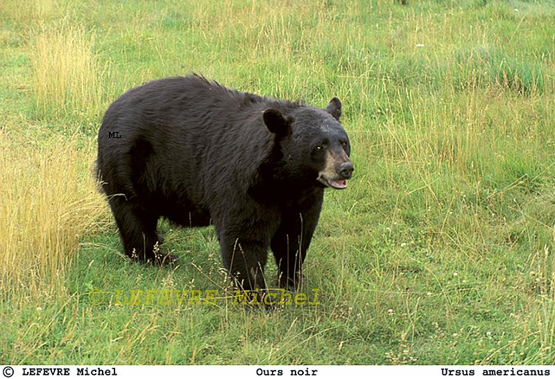 206 Ours noir.jpg - Ours noir - Ursus americanus - Quebec - Canada